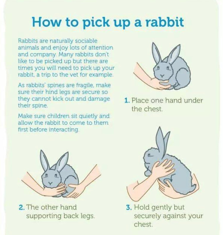 Care Sheet And Tips On Taken Care Of Your Bunny Mid